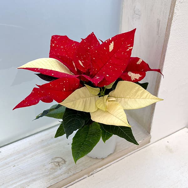 園芸ネット本店｜ポインセチア：ジングルベル系3号ポット の通販【公式】