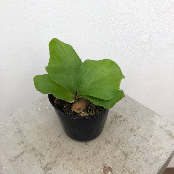 園芸ネット本店｜ビカクシダ（コウモリラン）：ヒリー タートック