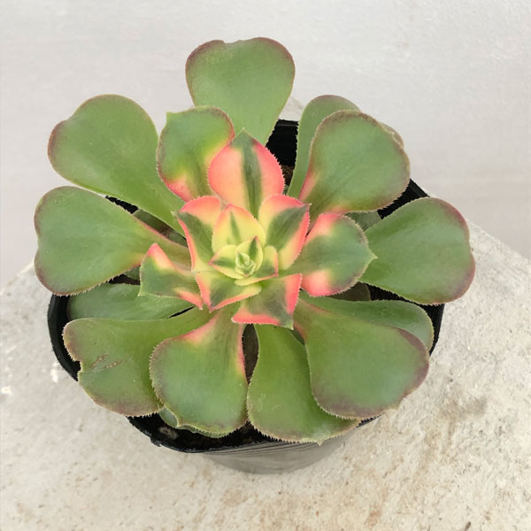 園芸ネット本店｜アエオニウム：シャンフェー錦 3号ポット の通販【公式】