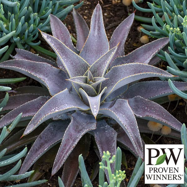 園芸ネット本店｜マンガベ：パープルピープルイーター3号ポット の通販