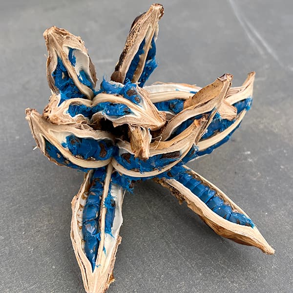 園芸ネット本店｜タビビトノキ：タビビトノ木のタネ の通販【公式】