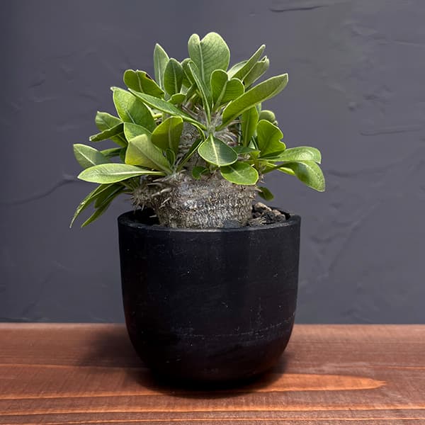 園芸ネット本店｜パキポディウム：恵比寿大黒 3号鉢植え 25-01 の通販