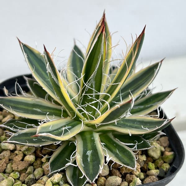 園芸ネット本店｜アガベ：王妃乱れ雪錦（黄覆輪斑）3号ポット の通販