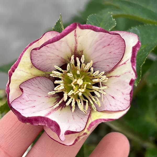 園芸ネット本店｜若泉ファームさんのクリスマスローズ：25-29ルージュ