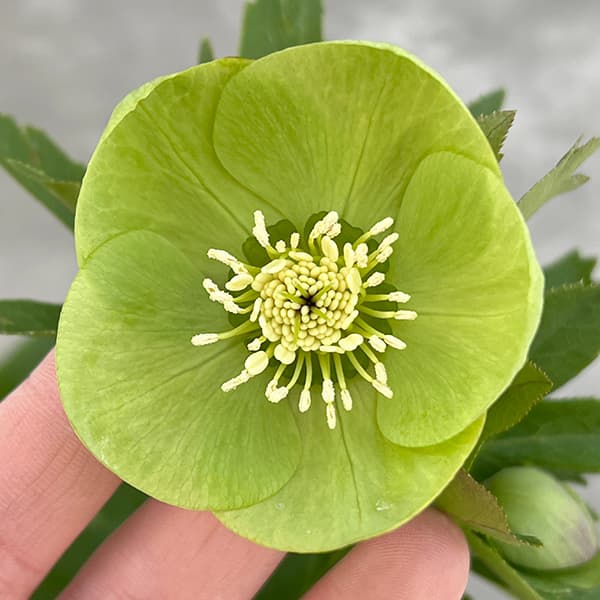 園芸ネット本店｜若泉ファームさんのクリスマスローズ：25-35シングル