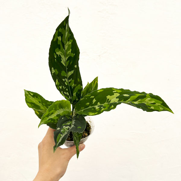 園芸ネット本店｜アグラオネマ：ピクタム（ワイドフォーム） 2.5号