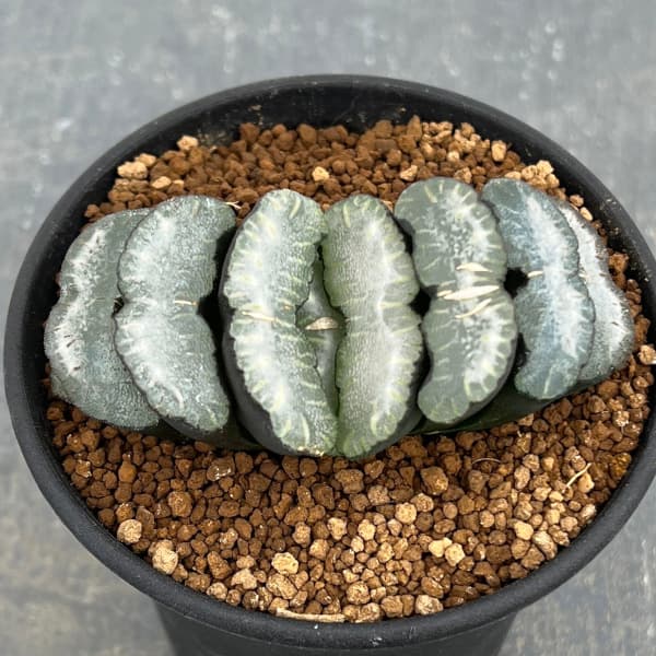 園芸ネット本店｜[ザ・ファームセレクト]ハオルチア：玉扇 3号鉢植え25