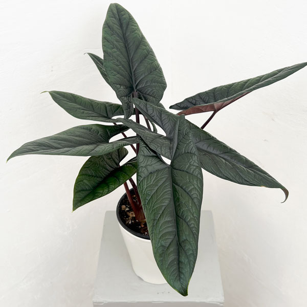 園芸ネット本店｜アロカシア：スカルプラム 5号鉢植え の通販【公式】