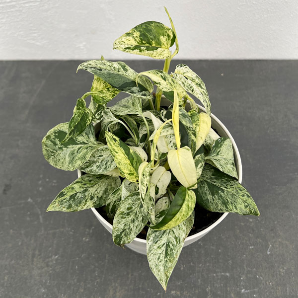 園芸ネット本店｜エピプレムヌム：ピナツムコンパクタ マーブル 4号鉢