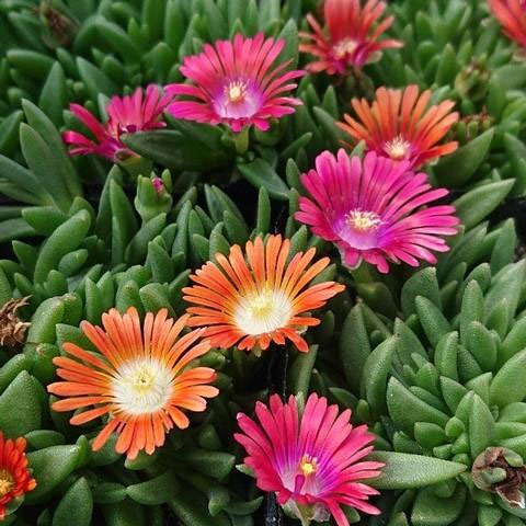 園芸ネット本店｜デロスペルマ（耐寒マツバギク）：ダイエリ花色