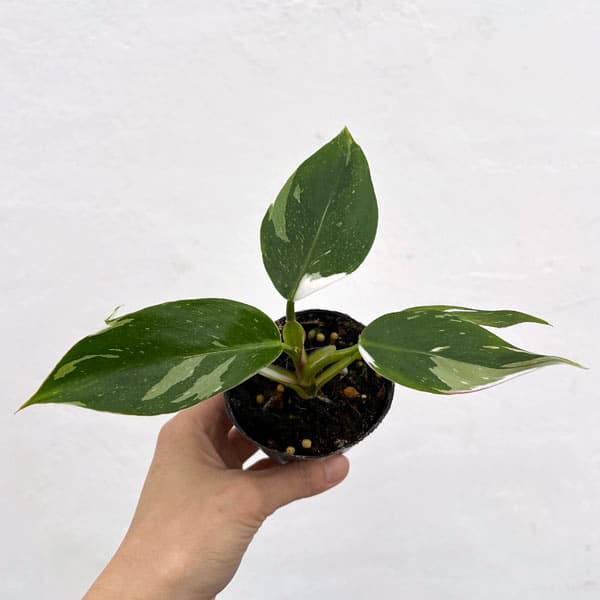 園芸ネット本店｜フィロデンドロン：ホワイトプリンセス 2.5号ポット