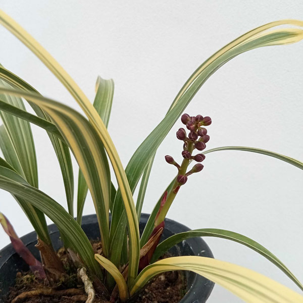 園芸ネット本店｜シンビジューム：金稜辺（キンリョウヘン）千代田錦