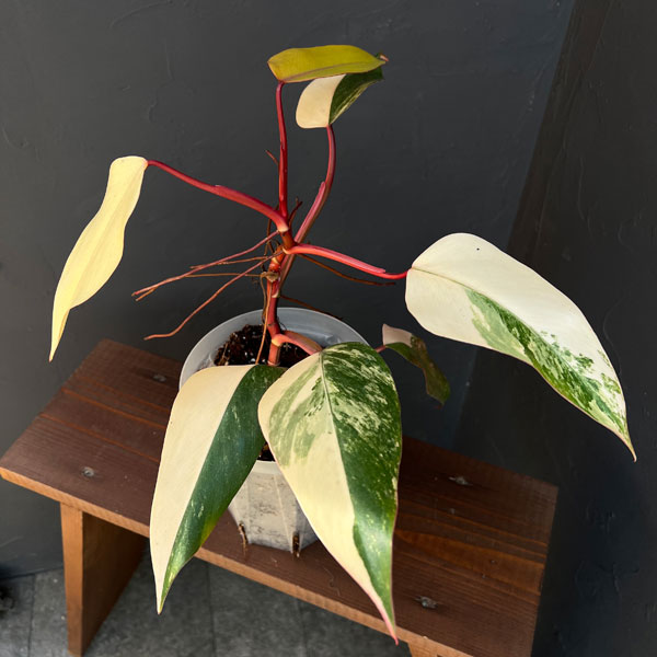 園芸ネット本店｜フィロデンドロン：ストロベリーシェイク 4号25-05 の