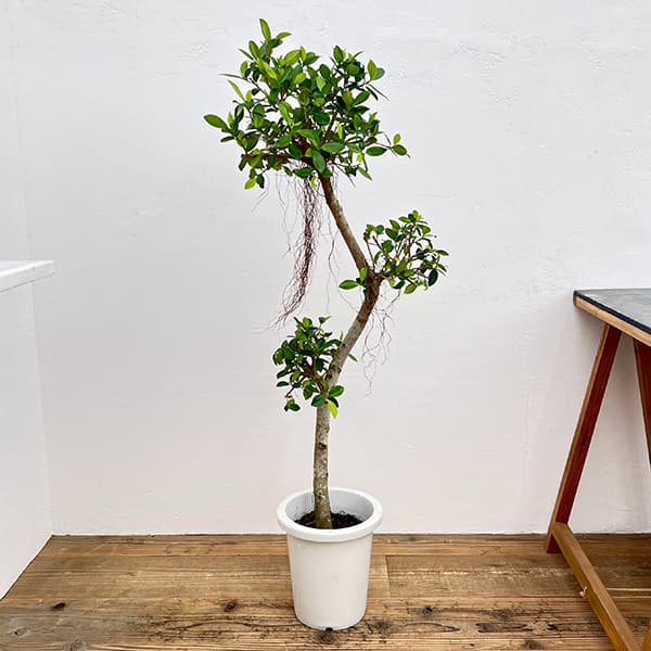 園芸ネット本店｜[送料無料]ガジュマル：センカクガジュマル 8号鉢植え