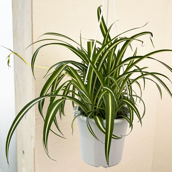 園芸ネット本店｜オリヅルラン：中斑 5号吊鉢 の通販【公式】