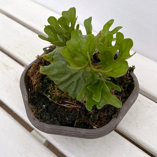 園芸ネット本店｜ビカクシダ（コウモリラン）：リドレイ 25-02 の通販