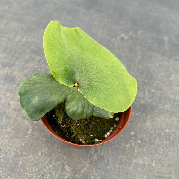 園芸ネット本店｜ビカクシダ（コウモリラン）：ワンダエ 3号ポット の