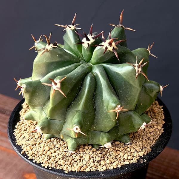 園芸ネット本店｜[ザ・ファームセレクト]フェロカクタス：短刺巨鷲玉