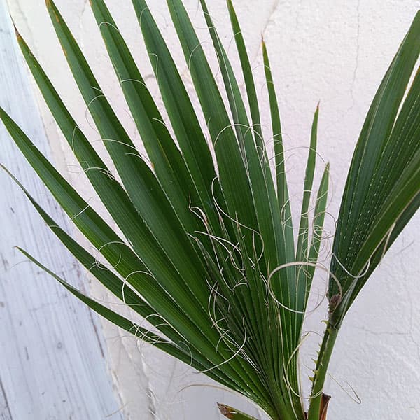 園芸ネット本店｜ワシントンヤシ（ワシントニア）7号鉢植え の通販【公式】