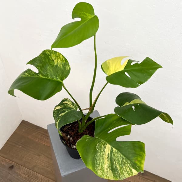 園芸ネット本店｜モンステラ：ボルシギアナオーレア（黄斑） 5号鉢植え