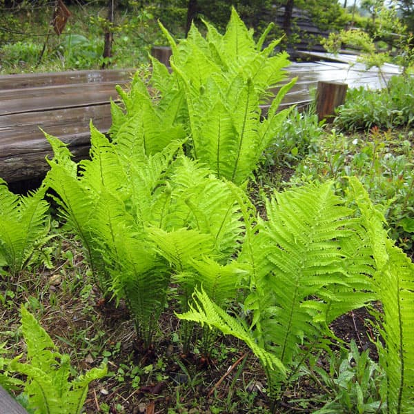 園芸ネット本店｜コゴミ（クサソテツ） 4号ポット の通販【公式】