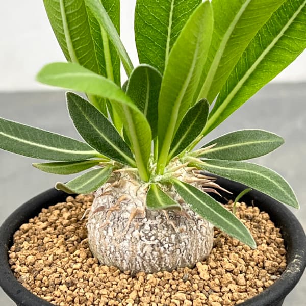 園芸ネット本店｜パキポディウム：恵比寿大黒 2.5号鉢植え* の通販【公式】