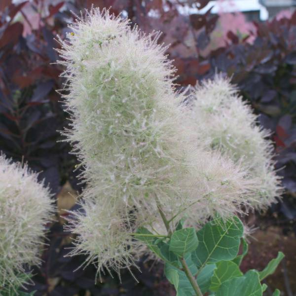 園芸ネット本店｜スモークツリー：スノーパフ3号ポット の通販【公式】