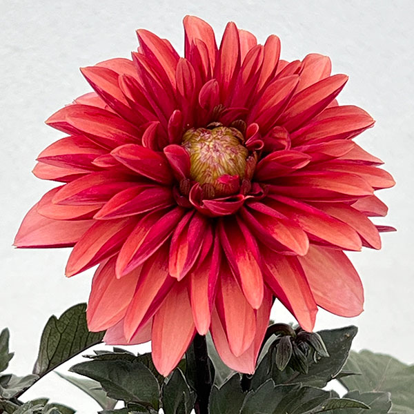 園芸ネット本店｜ダリア：ラベラ・グランデ チョコレートアプリコット