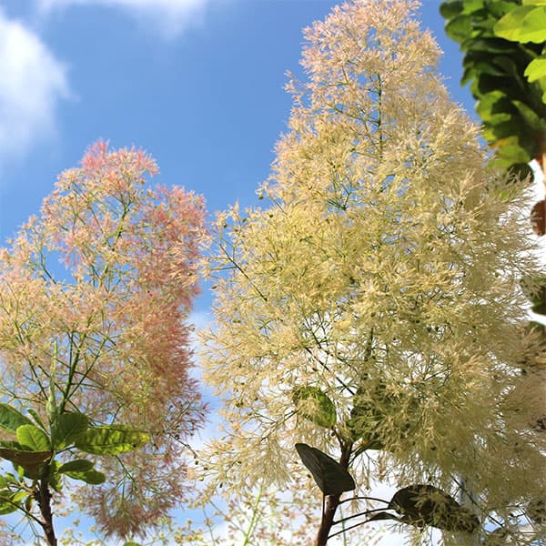 園芸ネット本店｜スモークツリー：パステルシュシュ3号ポット の通販