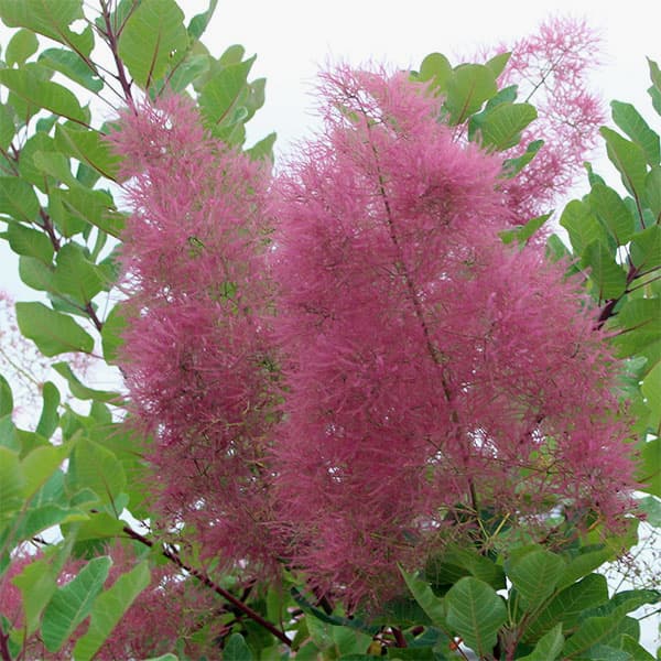 園芸ネット本店｜スモークツリー：マロンシュシュ3号ポット の通販【公式】