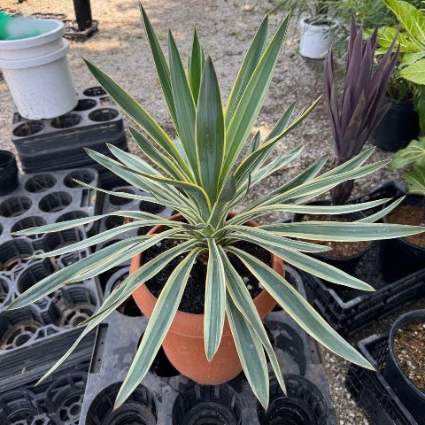 園芸ネット本店｜ユッカ：グロリオサ バリエガータ（斑入り） 8号