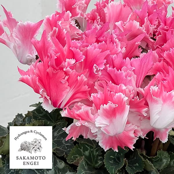 園芸ネット本店｜シクラメン：ファイヤーエンジェル5号鉢植え の通販