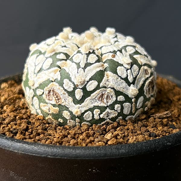 園芸ネット本店｜アストロフィツム：スーパー兜（かぶと）実生株 2.5号