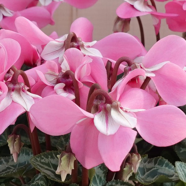 園芸ネット本店｜シクラメン：スーパージックスピンク5号鉢植え の通販