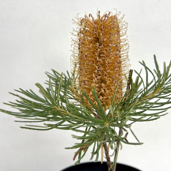 園芸ネット本店｜バンクシア：バースデイキャンドル 5号ポット の通販