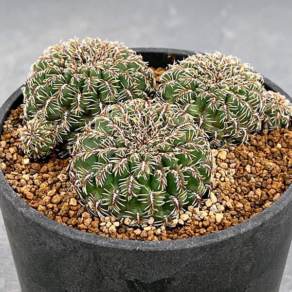 園芸ネット本店｜スルコレブチア：クルゲラエ変種ホフマニー（LH171）3