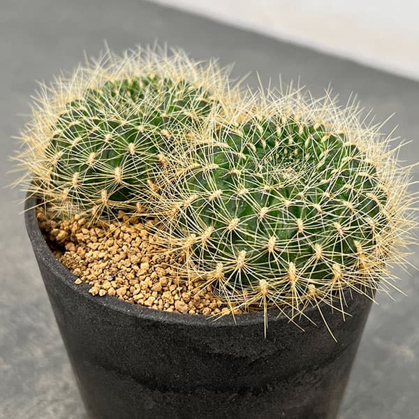 園芸ネット本店｜スルコレブチア：メントーサ変種スウォボダエ