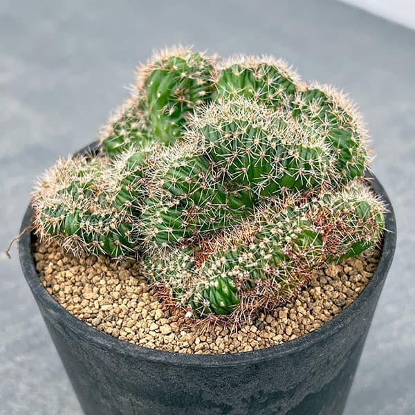 園芸ネット本店｜サボテン：エキノプシス 扇峰 3号ポット の通販【公式】