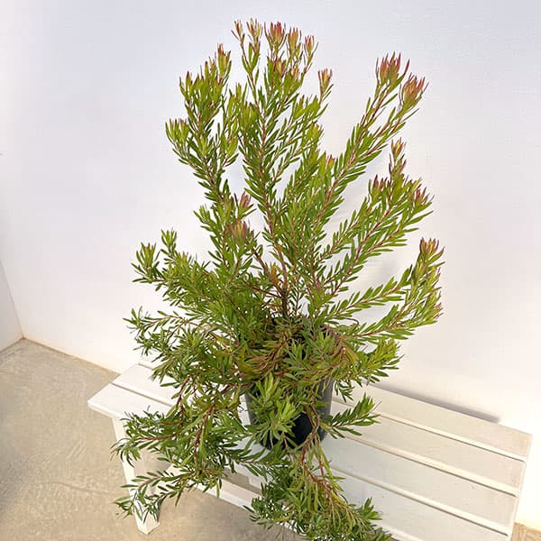 園芸ネット本店｜リューカデンドロン：ゾーイ 7号鉢植え の通販【公式】