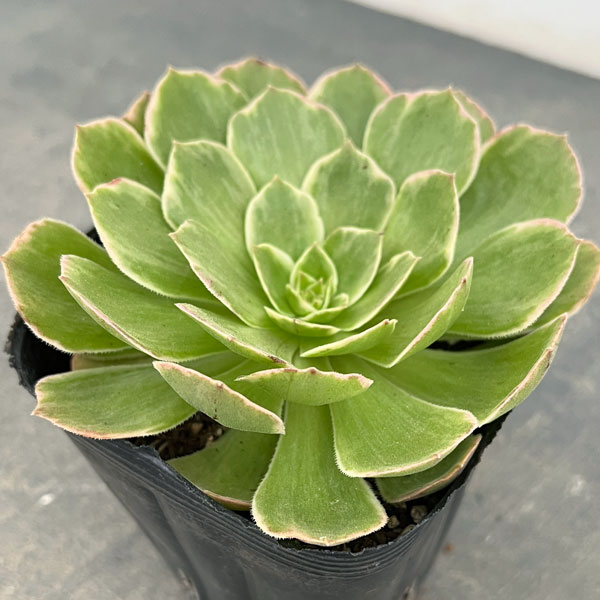 園芸ネット本店｜アエオニウム：ハロウィン錦 3.5号ポット の通販【公式】