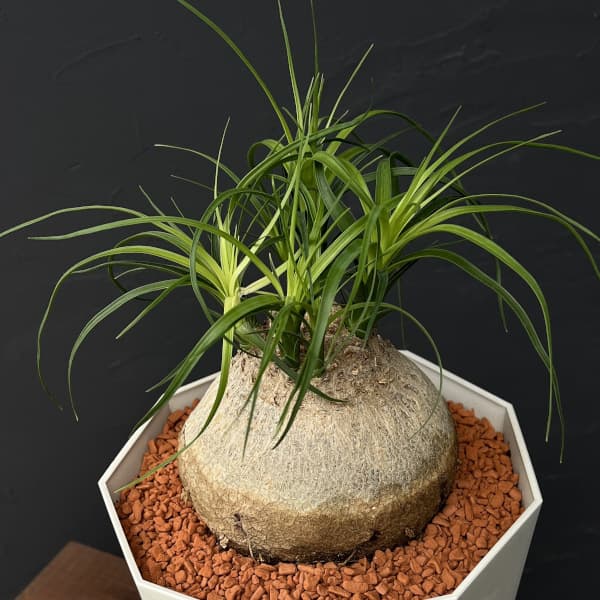 園芸ネット本店｜トックリラン 7号鉢植え25-01 の通販【公式】