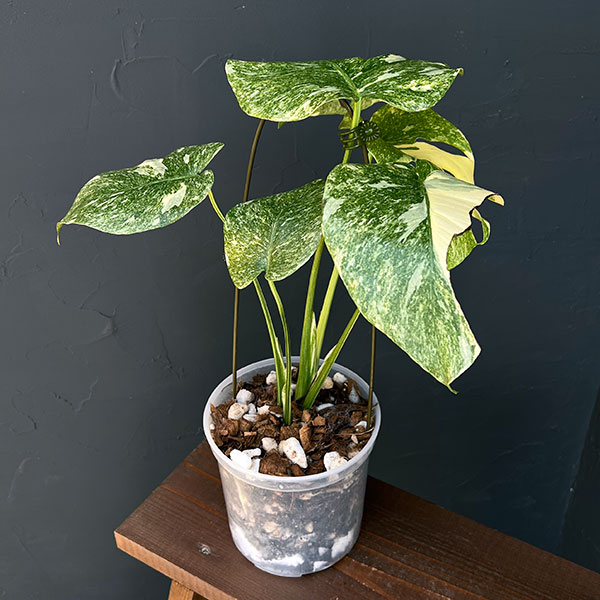 ク*ア様 L040モンステラ デリシオーサ レガシー 斑入り 園芸ネット本店