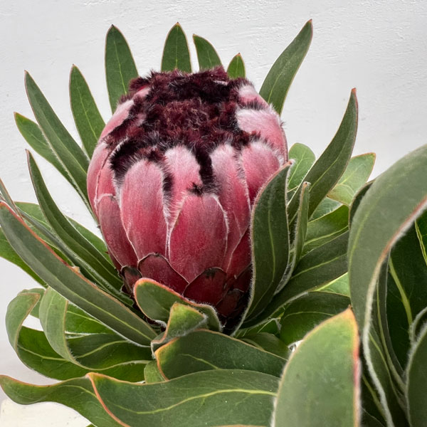 園芸ネット本店｜プロテア：オーストラリスルビー 5号鉢植え の通販
