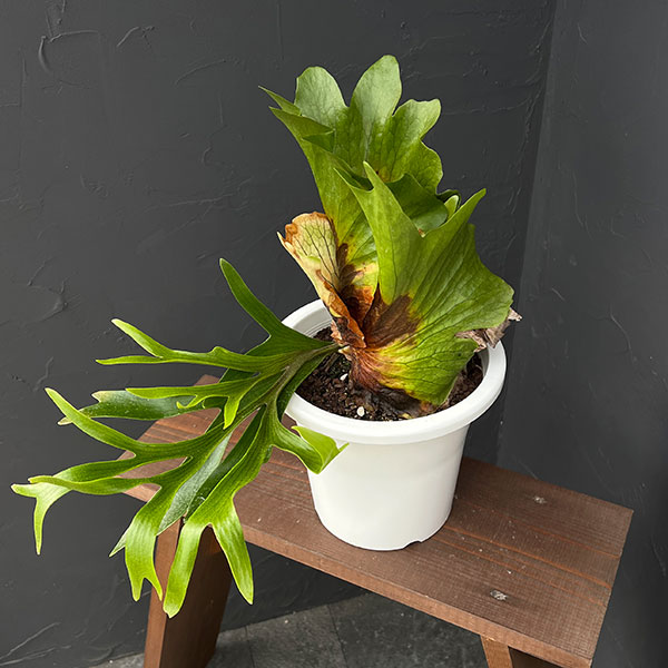 園芸ネット本店｜ビカクシダ（コウモリラン）：コロナリウム 7号鉢植え