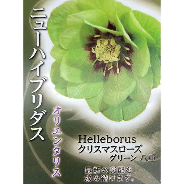園芸ネット本店｜高正園さんのクリスマスローズ：ダブル グリーン4.5号