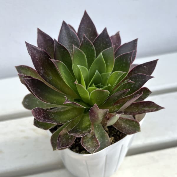 園芸ネット本店｜アエオニウム：炎の鳳凰法師 3.5号ポット の通販【公式】