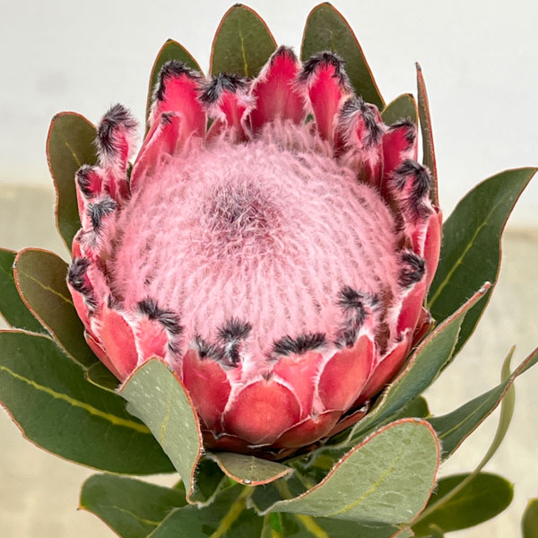 園芸ネット本店｜（わけあり特価）プロテア：オーストラリスピンク 7号