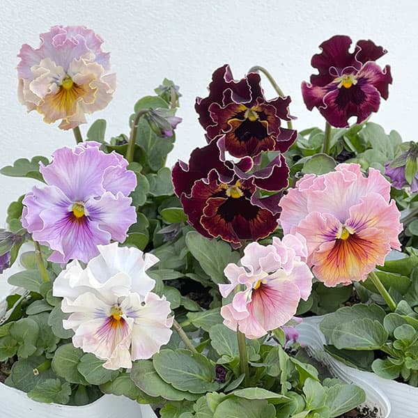 園芸ネット本店｜パンジー：フェデネージュ トイプー3-3.5号ポット 12