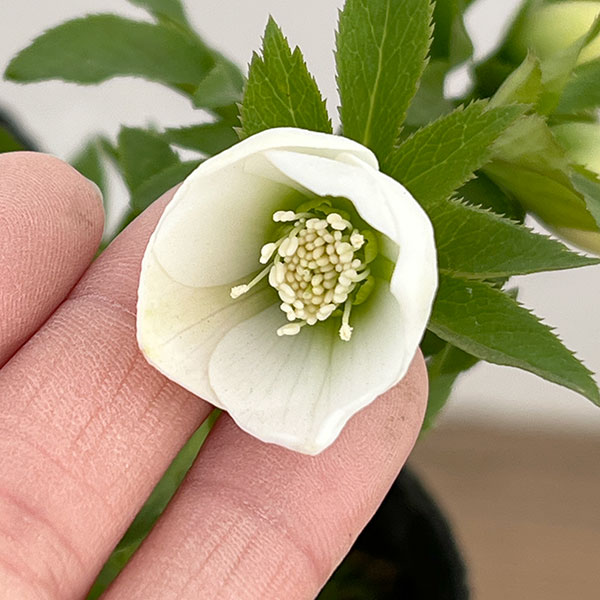 園芸ネット本店｜横山園芸さんのクリスマスローズ：26-22ベビードール