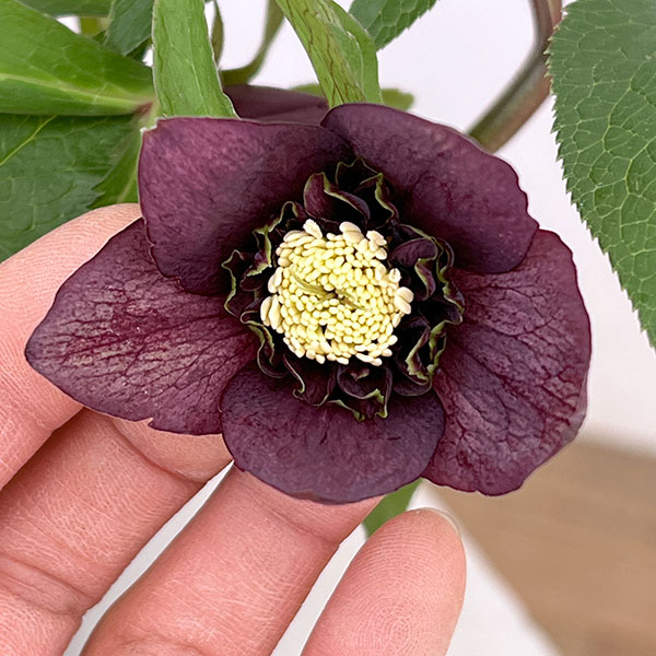 園芸ネット本店｜花郷園さんのクリスマスローズ：26-29セミダブル4.5号